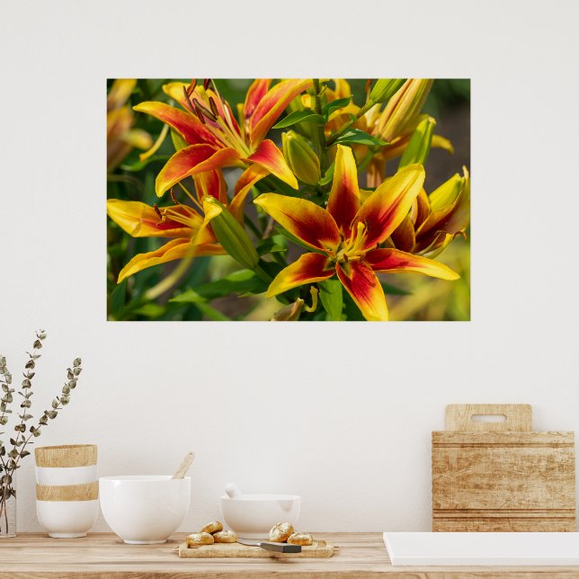 Póster Naranja Daylily Art, fotografía canadiense (Cocina)