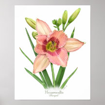 Naranja Daylily Original Art Print