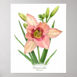 Póster Naranja Daylily Original Art Print