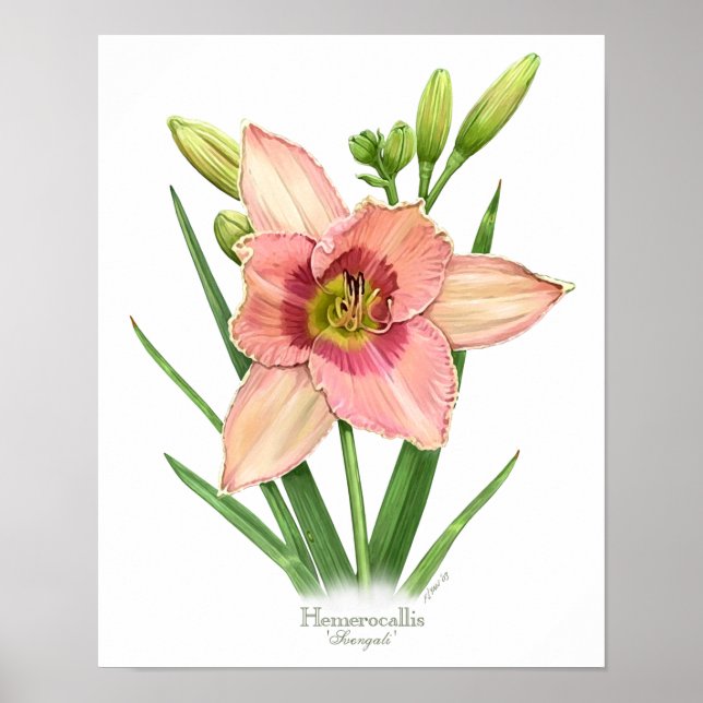 Póster Naranja Daylily Original Art Print (Frente)