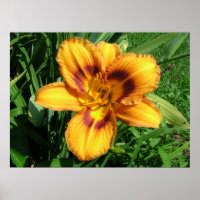 Naranja Daylily Poster