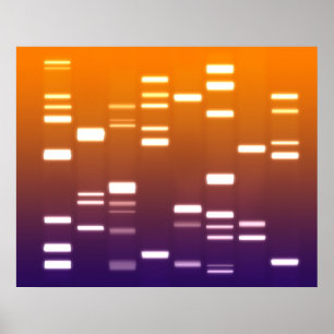 Póster NARANJA de código genético de ADN Azul