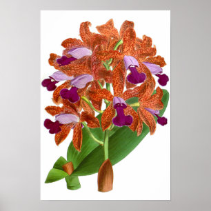 Póster Naranja de cosecha Flor de orquídea púrpura - Post