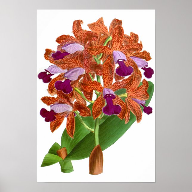 Póster Naranja de cosecha Flor de orquídea púrpura - Post (Frente)