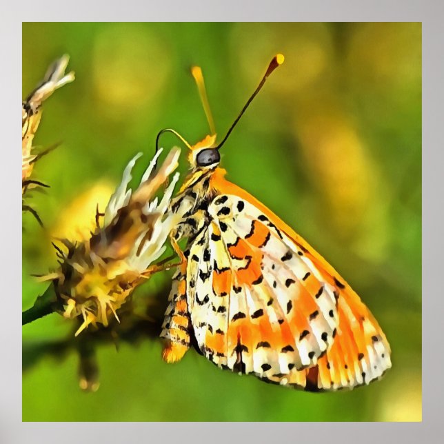 Póster Naranja de Fritillary y mariposa blanca (Frente)