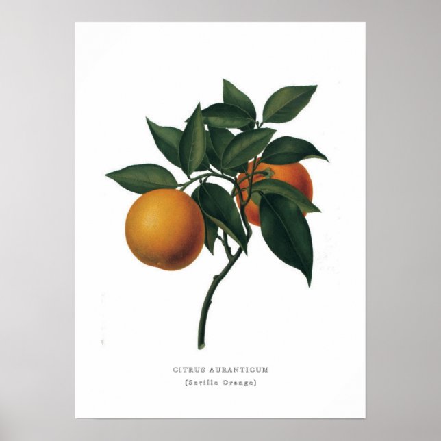Póster Naranja de Sevilla (Frente)