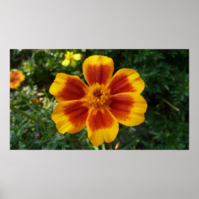 Póster Naranja Disco Marigold y Flor Roja de Verano (Frente)
