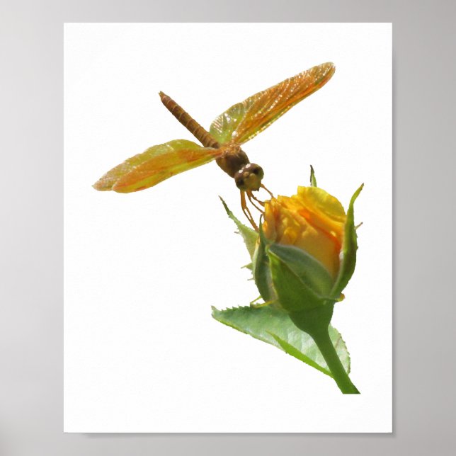Póster Naranja Dragonfly on Yellow Rosebud (Frente)