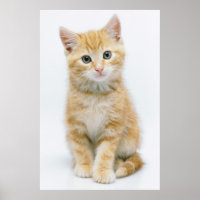 Naranja dulce Tabby