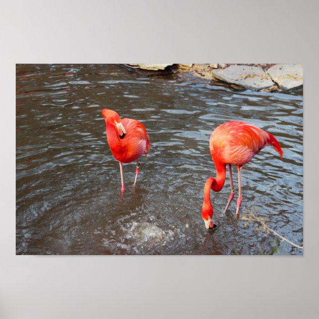 Póster Naranja Flamingos Foto (Frente)