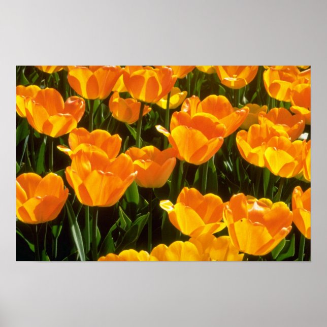 Póster Naranja Flores tulipanas (Frente)