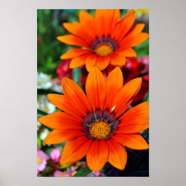 Póster Naranja Gazania African Daisies Summer Flower