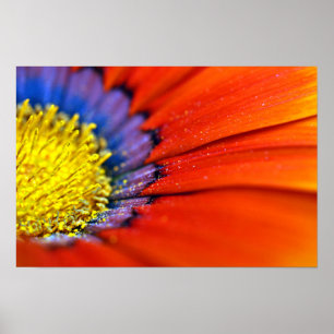 Póster Naranja Gazania African Daisies Summer Flower
