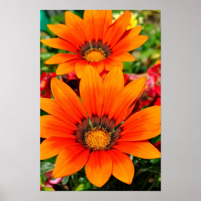 Póster Naranja Gazania African Daisies Summer Flower (Frente)