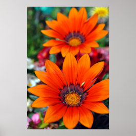 Póster Naranja Gazania African Daisies Summer Flower