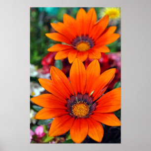 Póster Naranja Gazania African Daisies Summer Flower
