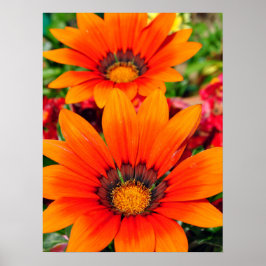 Póster Naranja Gazania African Daisies Summer Flower