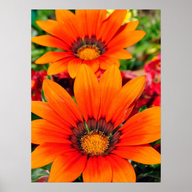 Póster Naranja Gazania African Daisies Summer Flower (Frente)
