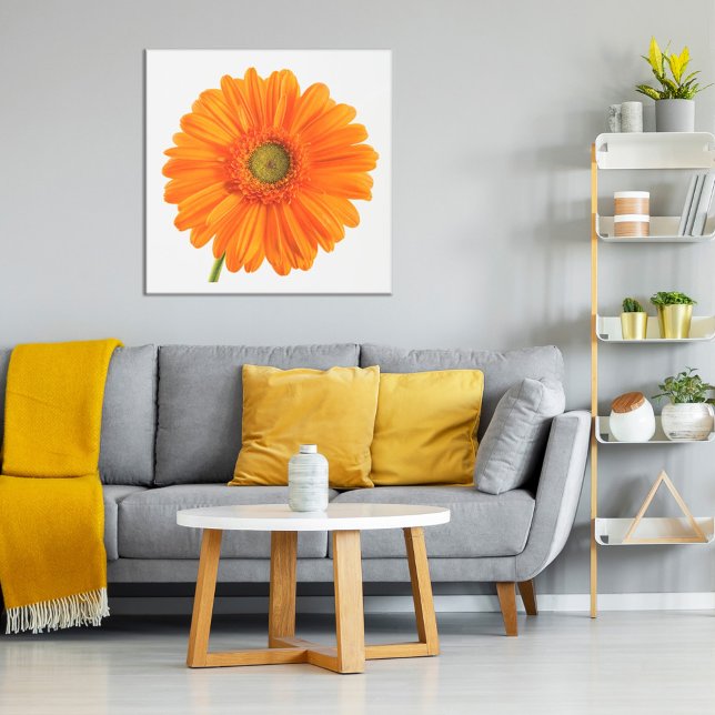 Póster Naranja Gerbera Daisy flor en foto blanca (Subido por el creador)