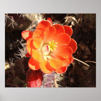 Póster Naranja Hedgehog Cactus poster de flores