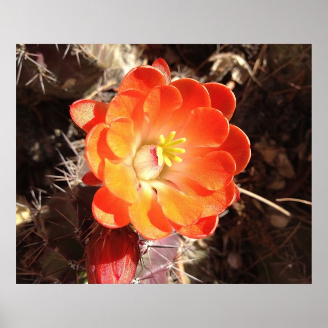 Póster Naranja Hedgehog Cactus poster de flores (Frente)