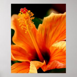 Póster Naranja Hibiscus