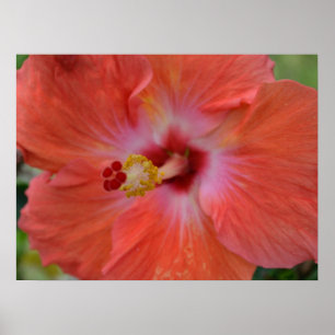 Póster Naranja Hibiscus Canvas Print