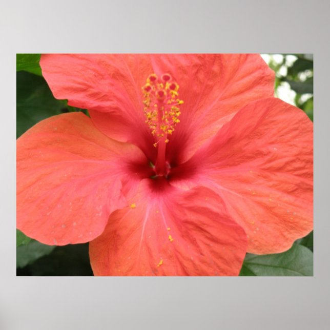 Póster Naranja Hibiscus Flower Macro Print (Frente)