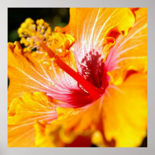 Póster Naranja Hibiscus Flower Side View