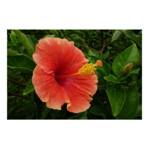 Póster Naranja Hibiscus Flower Tropical Floral