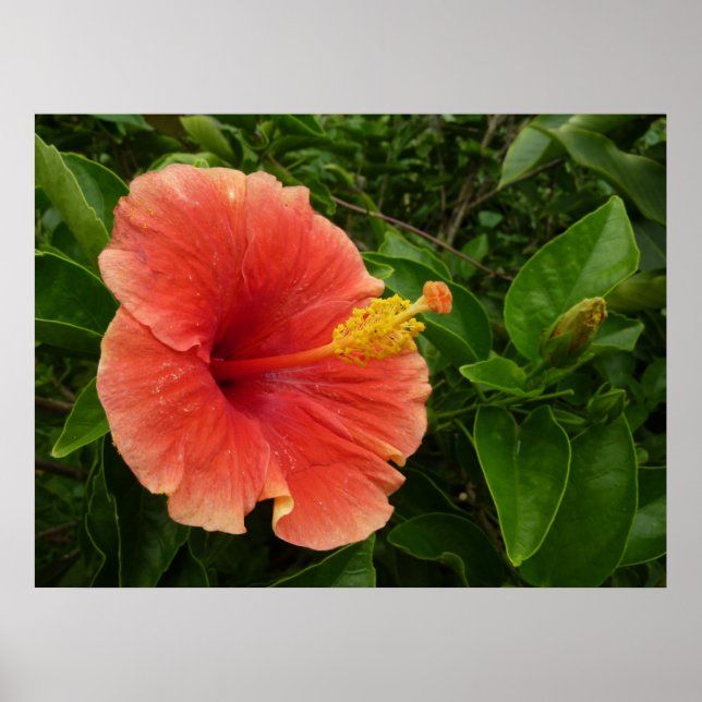 Póster Naranja Hibiscus Flower Tropical Floral (Frente)