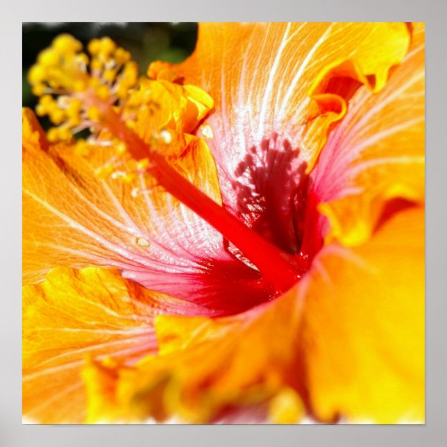 Póster Naranja Hibiscus Poster (Frente)