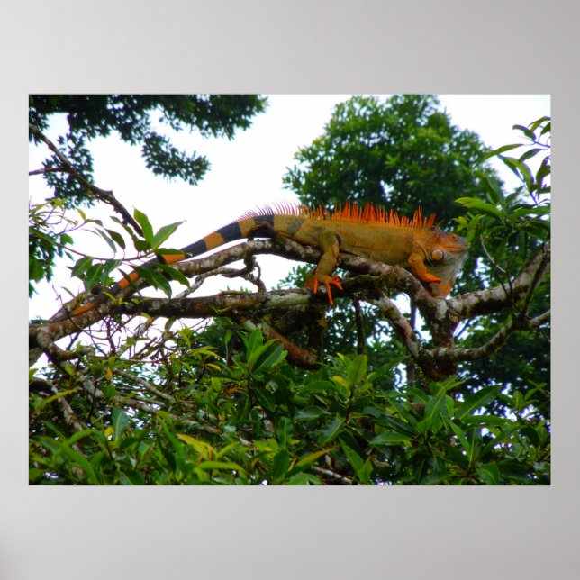 Póster Naranja Iguana (Frente)