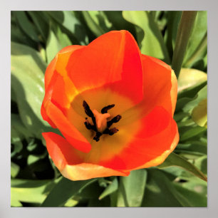 Póster Naranja interno Tulip