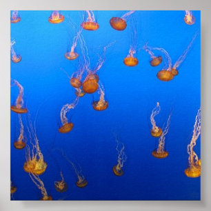 Póster Naranja Jellyfish Poster