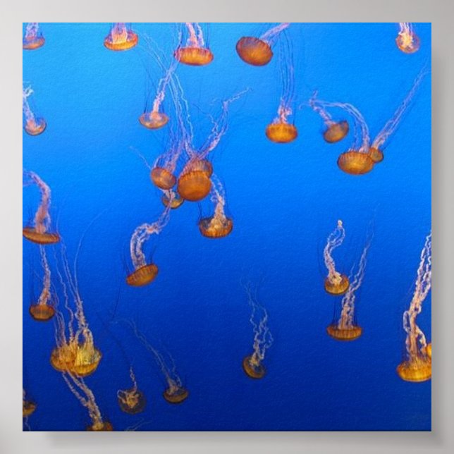 Póster Naranja Jellyfish Poster (Frente)