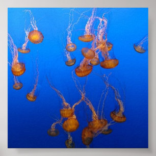 Póster Naranja Jellyfish Poster