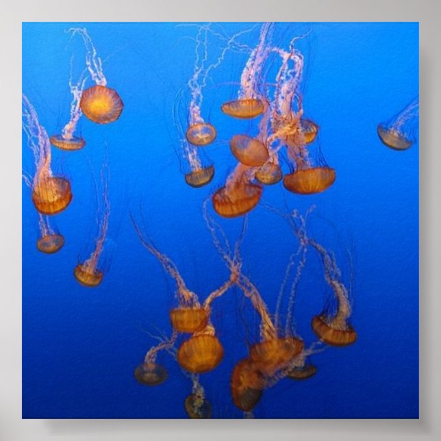 Póster Naranja Jellyfish Poster (Frente)
