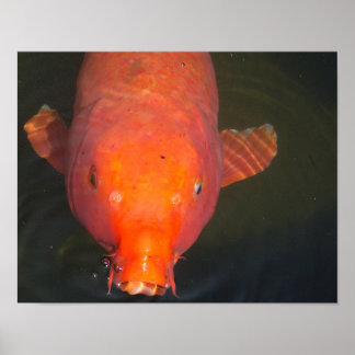 Póster Naranja Koi