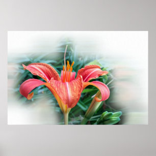 Póster naranja lily