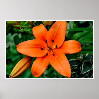 Póster Naranja Lily
