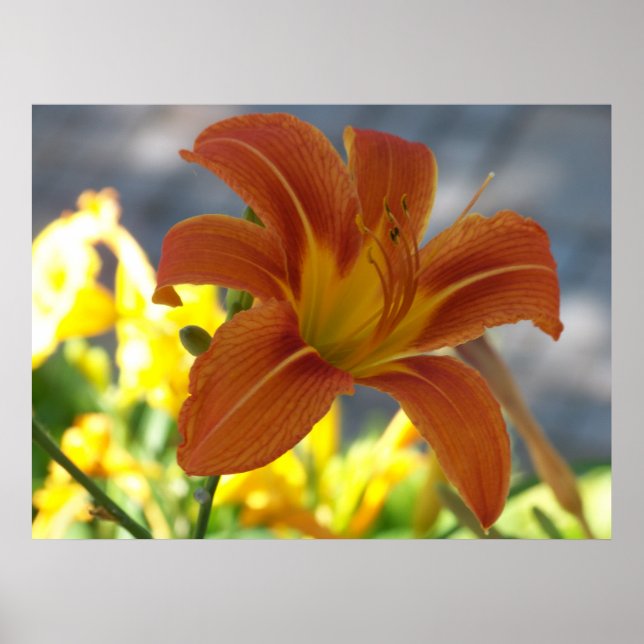 Póster Naranja Lily (Frente)