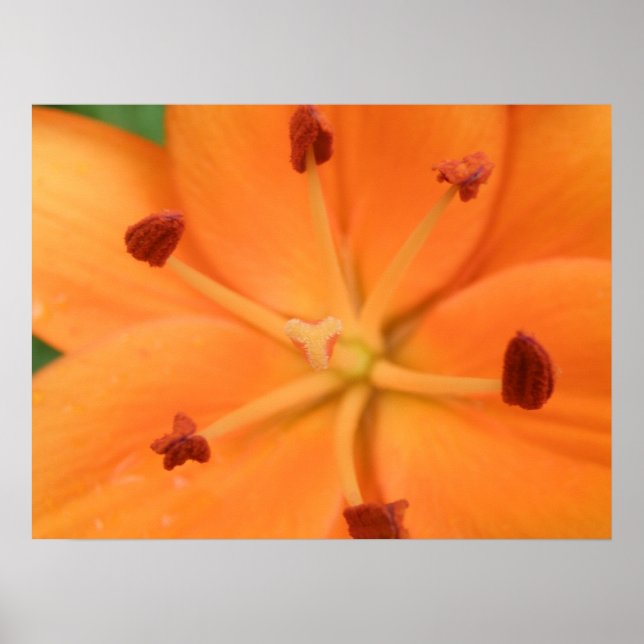 Póster Naranja Lily Floral Print (Frente)