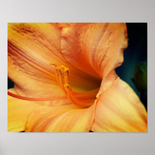 Póster Naranja Lily Flower Close