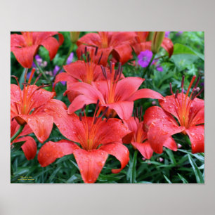 Póster Naranja Lily Garden