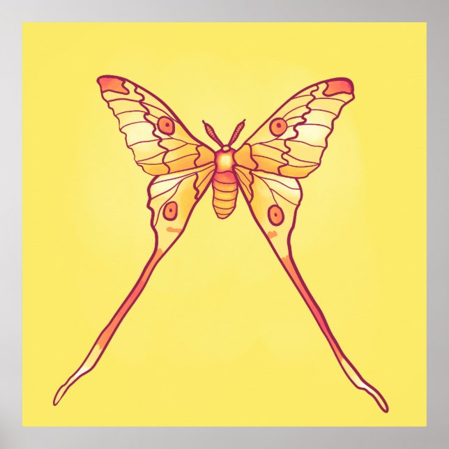 Póster Naranja Luna Moth Art - Insectos coloridos (Frente)