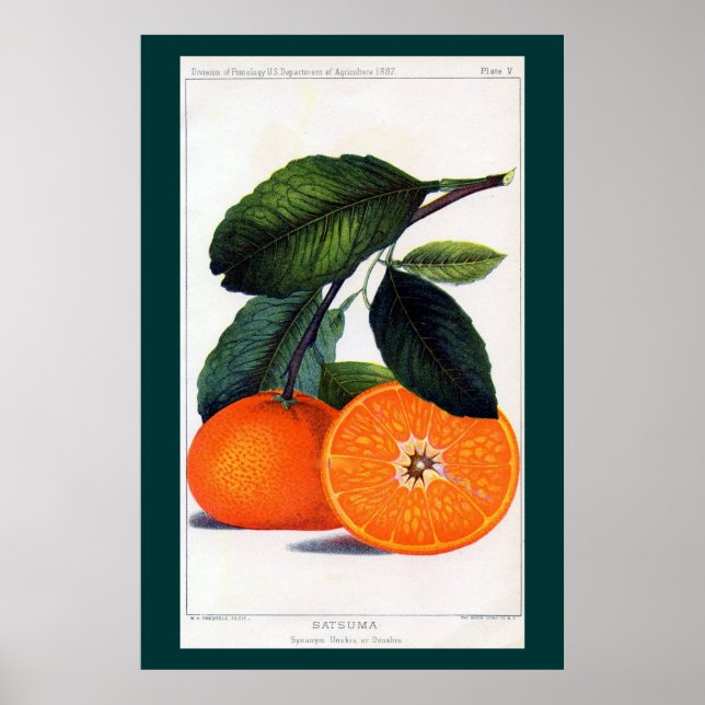 Póster Naranja mandarín (Frente)