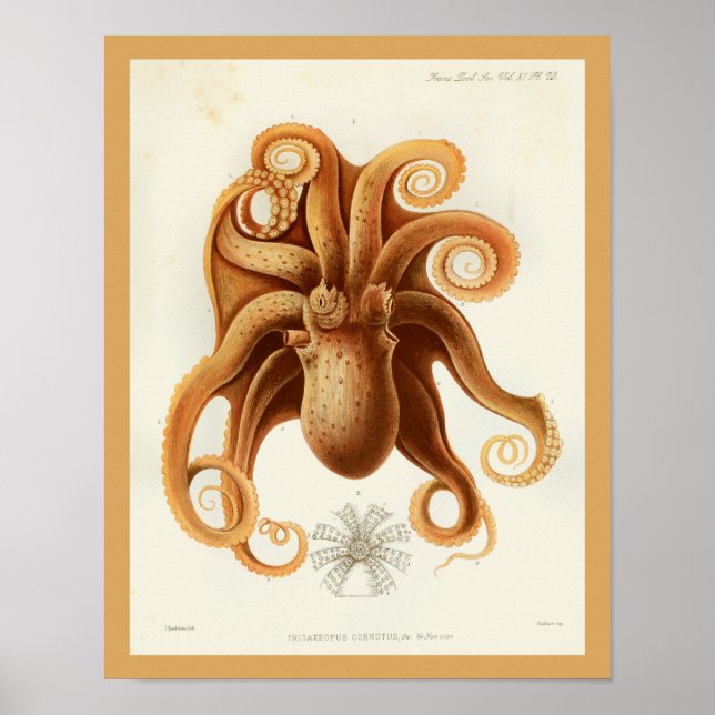Póster Naranja Octopus Cephalopod Criaturas del mar (Frente)