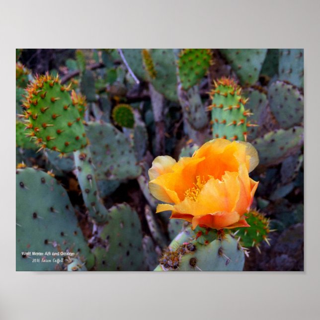 Póster Naranja opuntia pricky cactus flor foto (Frente)
