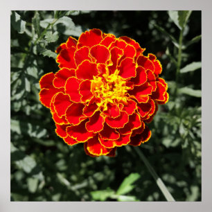 Póster naranja oscuro marigold